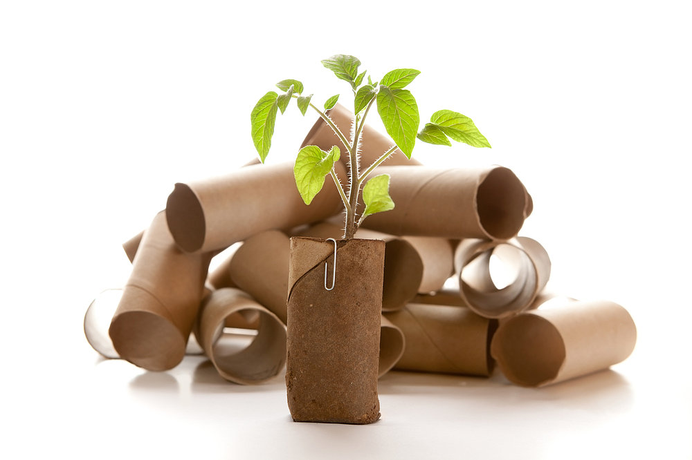 Biến bìa carton trở thành chậu trồng cây siêu đẹp